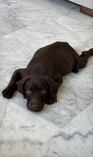 Labrador Chocolat