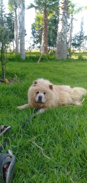 Chow chow