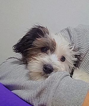 Chien