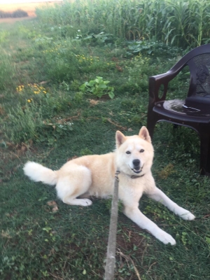 Akita langue bleu