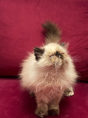 Chat persan