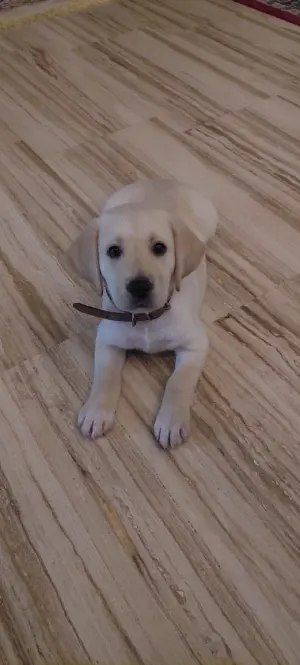 Labrador