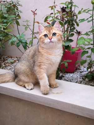 Les chatons British shorthair