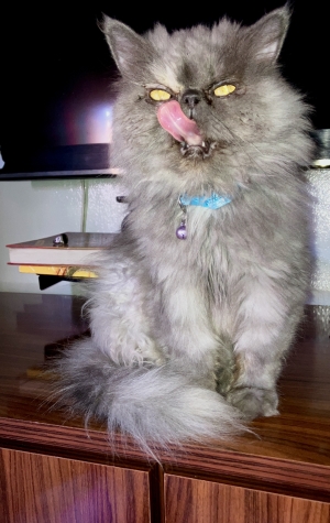 Chat femelle perso