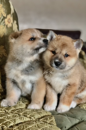 Akita inu