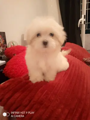 Bichon maltese