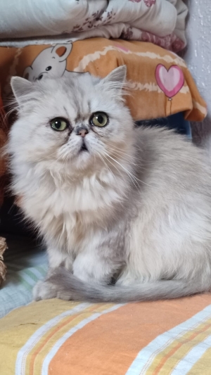 Femelle  persan chinchilla