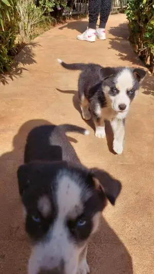 Chiots husky