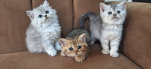 British shorthair & Scottish Fold