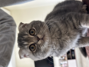 Scottish fold