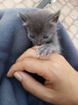 Chaton femelle à adopter