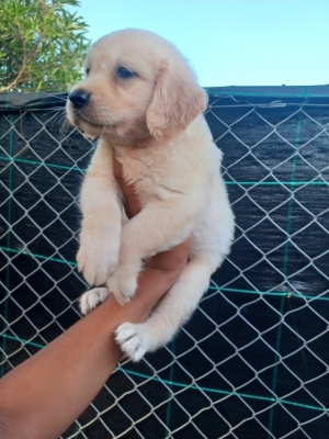 Golden retriever