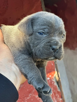 Magnifique portée de cane corso avec pedigree