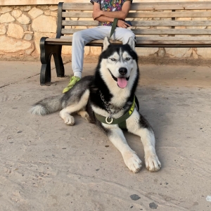 siberien Husky purebred