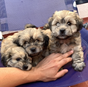 Bichon havanais