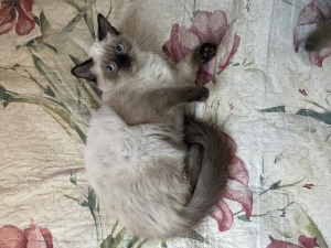 Chat balinais dispo