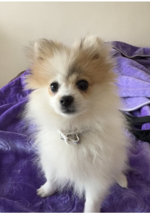 Spitz