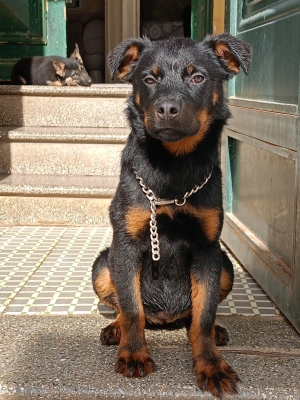 Chien rottweiller