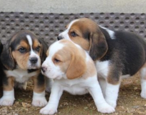Beagle