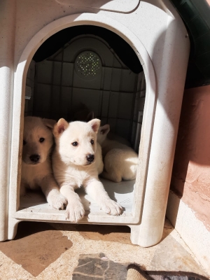 Chiots Huskey