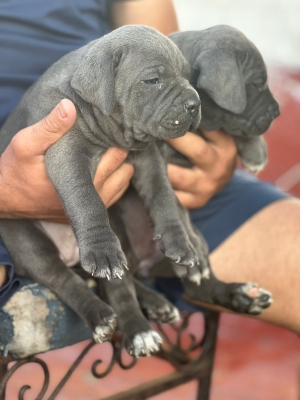 Disp chiot cane corso top d top