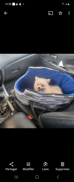 Chiot spitz mâle