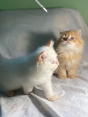 Chatton persan