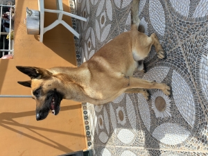 MALINOIS À DONNER POUR ADOPTION