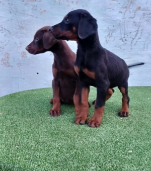 Doberman