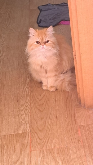 Chatte persan