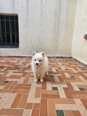 Spitz nain