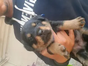 Rottweiler