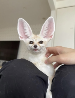 Fennec fox