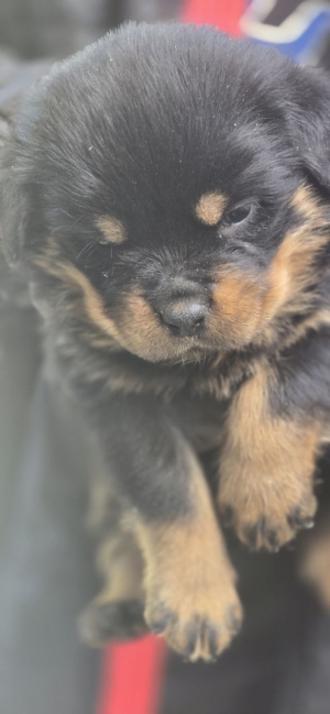 chiots rottweilers pedigree