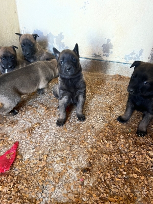 berger malinois