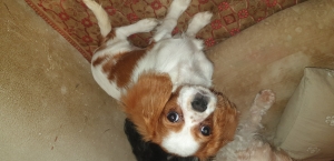 Cavalier king Charles