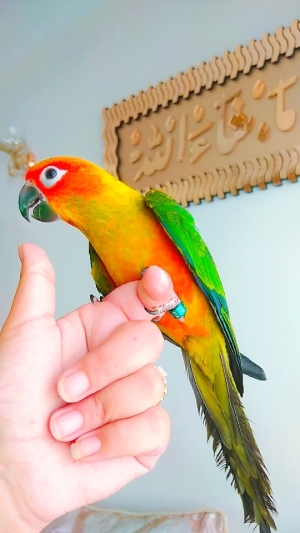 Conure soleil