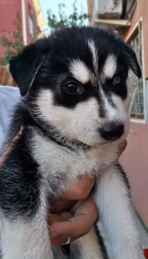 Chiots husky