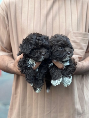 Poodle toy