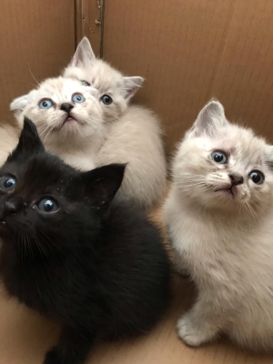 cats Scottish
