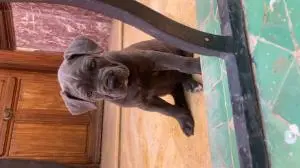 Cane corso à vendre