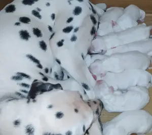 Dalmatian