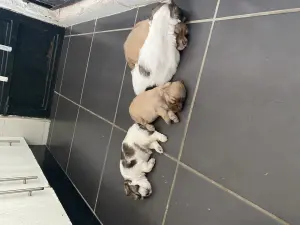 Bichons mâles et femelles de 40 jours sur Casablanca