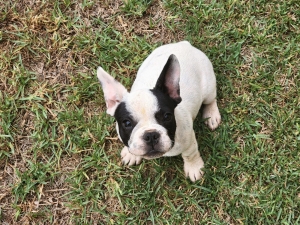 French bulldog
