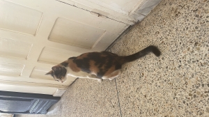 Une chat adoptée