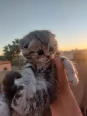 Chats scottish fold et straight