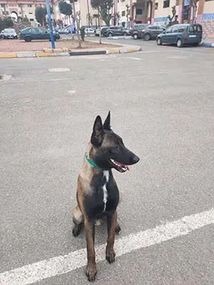 Chien malinois