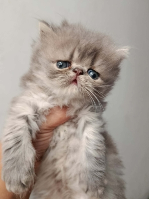 Chaton persan race pur