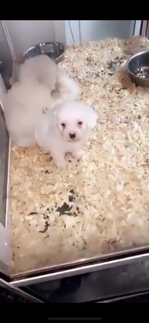 bichon