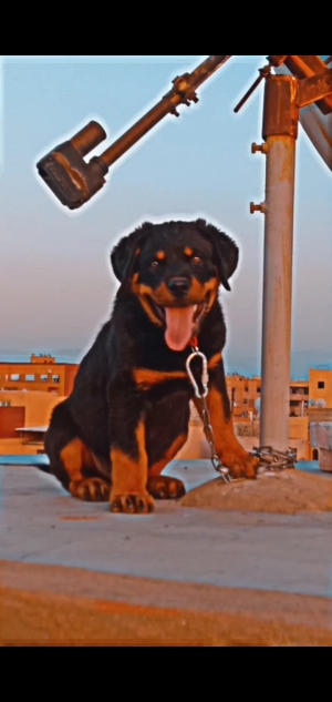 Rottweiler